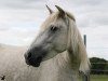 broodmare Arabesque des Iscles (Camargue horse, 2010, from Hyksos de Laute)