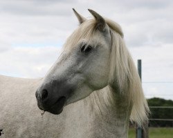 broodmare Arabesque des Iscles (Camargue horse, 2010, from Hyksos de Laute)