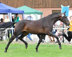 dressage horse Suri PR (Hanoverian, 2011, from Swarovski)