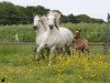 broodmare Utha des Iscles (Camargue horse, 2008)