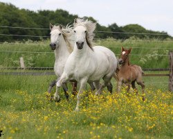 Zuchtstute Utha des Iscles (Camargue-Pferd, 2008)