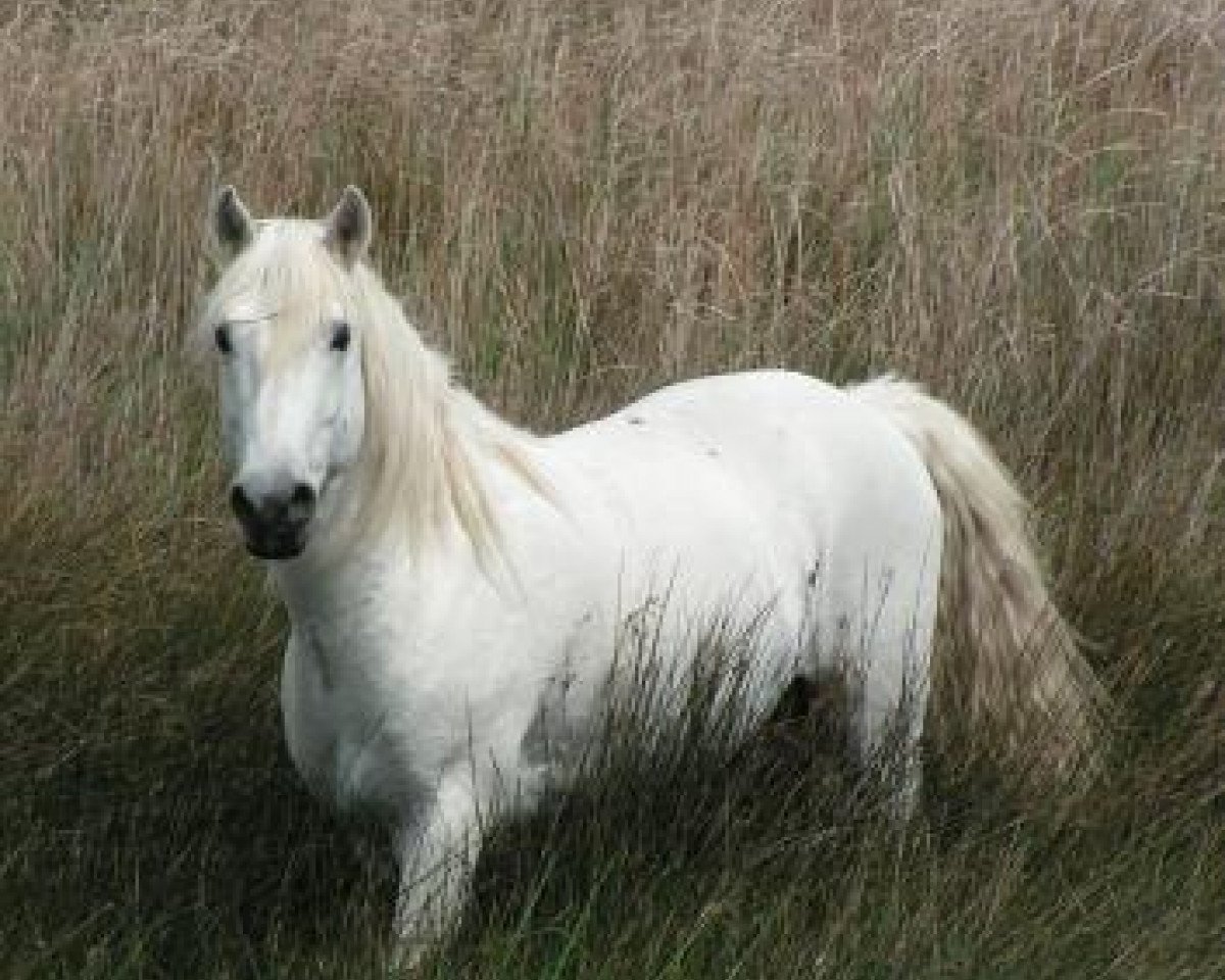 Deckhengst Hyksos de Laute (Camargue-Pferd, 1995, von Belcita des Launes)