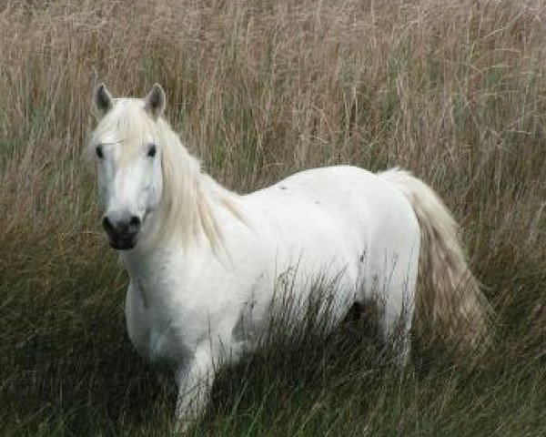 stallion Hyksos de Laute (Camargue horse, 1995, from Belcita des Launes)