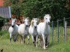 horse Baryoko des Iscles (Camargue horse, 2011, from Hyksos de Laute)