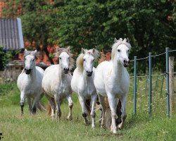 horse Baryoko des Iscles (Camargue horse, 2011, from Hyksos de Laute)