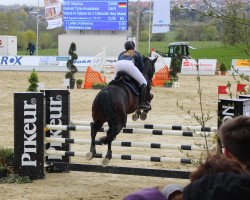 jumper Hilarius 10 (Danish Warmblood, 2002, from Hand in Glove xx)