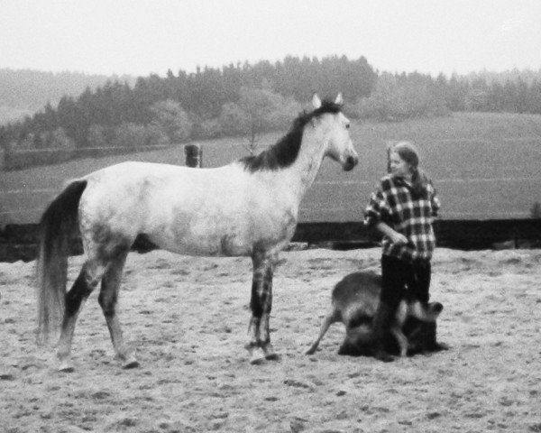 Springpferd Daisy Dee (Westfale, 1993, von Dinard L)