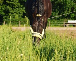 dressage horse Salvador (German Sport Horse, 2005, from Samba Hit I)