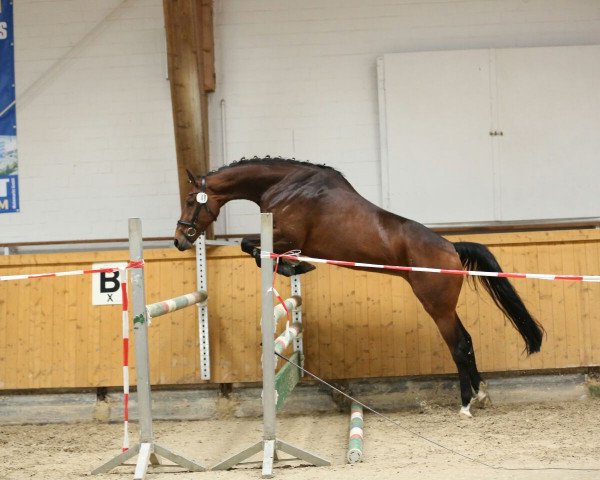 dressage horse Zara 121 (Oldenburg, 2012, from Zonik)