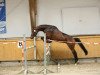 dressage horse Zara 121 (Oldenburg, 2012, from Zonik)