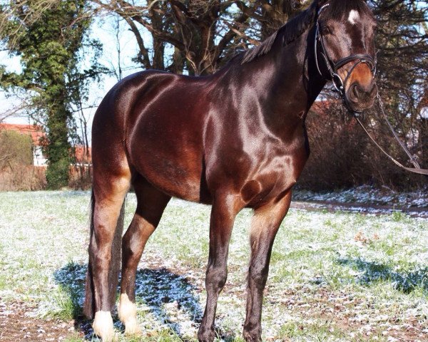 dressage horse Picobello 57 (German Riding Pony, 2009, from FS Pour l'Amour)