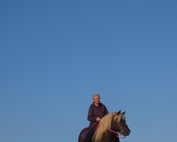 Pferd Wassilo (Schwarzwälder Kaltblut, 2000, von Waldo)