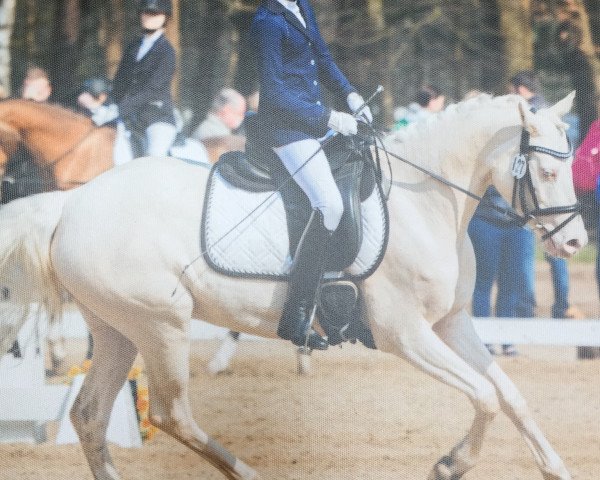 broodmare C'est la vie v. Alzey (German Riding Pony, 2010, from FS Champion de Luxe)
