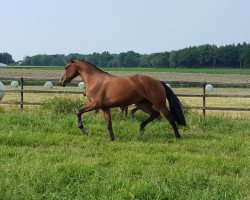 broodmare Kalla Royal (Oldenburg, 2013, from Franziskus FRH)