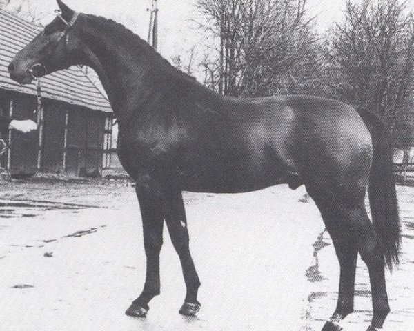 stallion Weltsport (Hanoverian, 1980, from Weltmeister)
