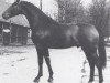 stallion Weltsport (Hanoverian, 1980, from Weltmeister)