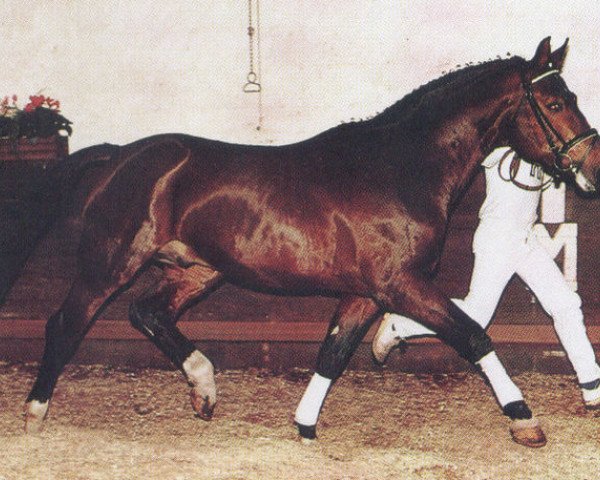 stallion Don Carlo (Hanoverian, 1980, from Don Carlos 4088)