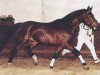 stallion Don Carlo (Hanoverian, 1980, from Don Carlos 4088)