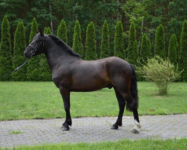 Pferd Migdolas (Polnisches Pony, 2012)