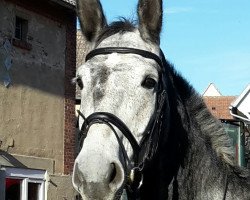 horse Royal Speed 2 (German Warmblood, 2009, from Rich Charly I)