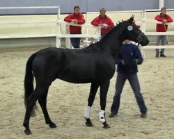 stallion Chimchiminy Eb Z (Zangersheide riding horse, 2012, from Classe VDL)