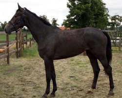 jumper Osiris vd Heffinck (Belgian Warmblood, 2014, from Jamal Vd Heffinck)