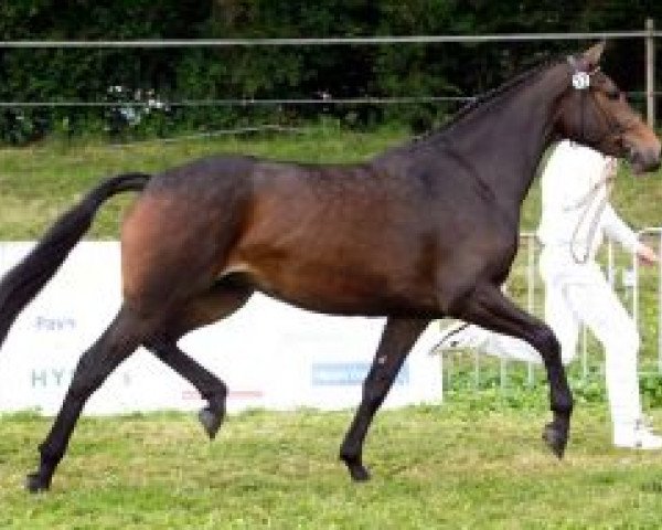 Zuchtstute Allure Utopia (Niederländisches Warmblut, 2005, von Uphill)