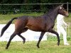 broodmare Allure Utopia (KWPN (Royal Dutch Sporthorse), 2005, from Uphill)