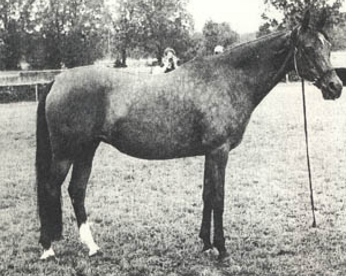 broodmare Lekbira ox (Arabian purebred, 1971, from Little Star ox)