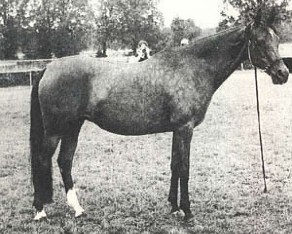 broodmare Lekbira ox (Arabian thoroughbred, 1971, from Little Star ox)