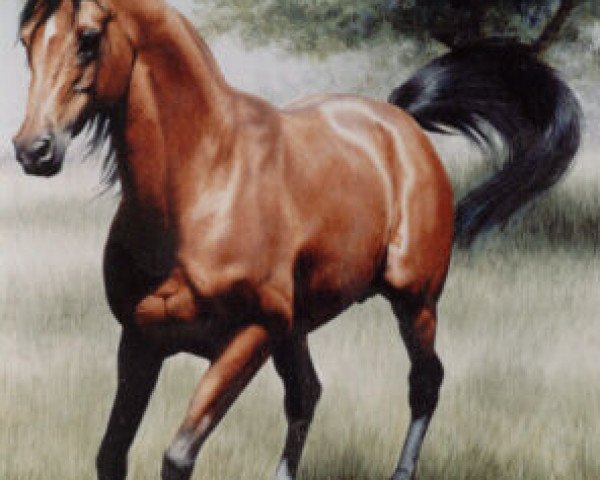 stallion Saoud van Jonker ox (Arabian thoroughbred, 1980, from Purpur ox)
