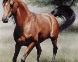 stallion Saoud van Jonker ox (Arabian thoroughbred, 1980, from Purpur ox)