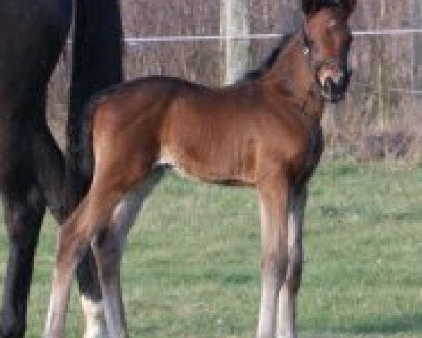 dressage horse Will Farrell (Hanoverian, 2015, from Flanell)