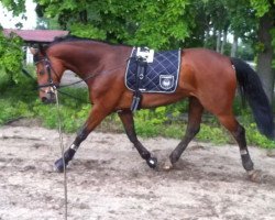 broodmare For Flying (Hanoverian, 2008, from For Edition)