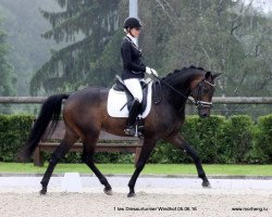 dressage horse Lord Liberty's Son (Oldenburg, 2012, from Lord Liberty G)