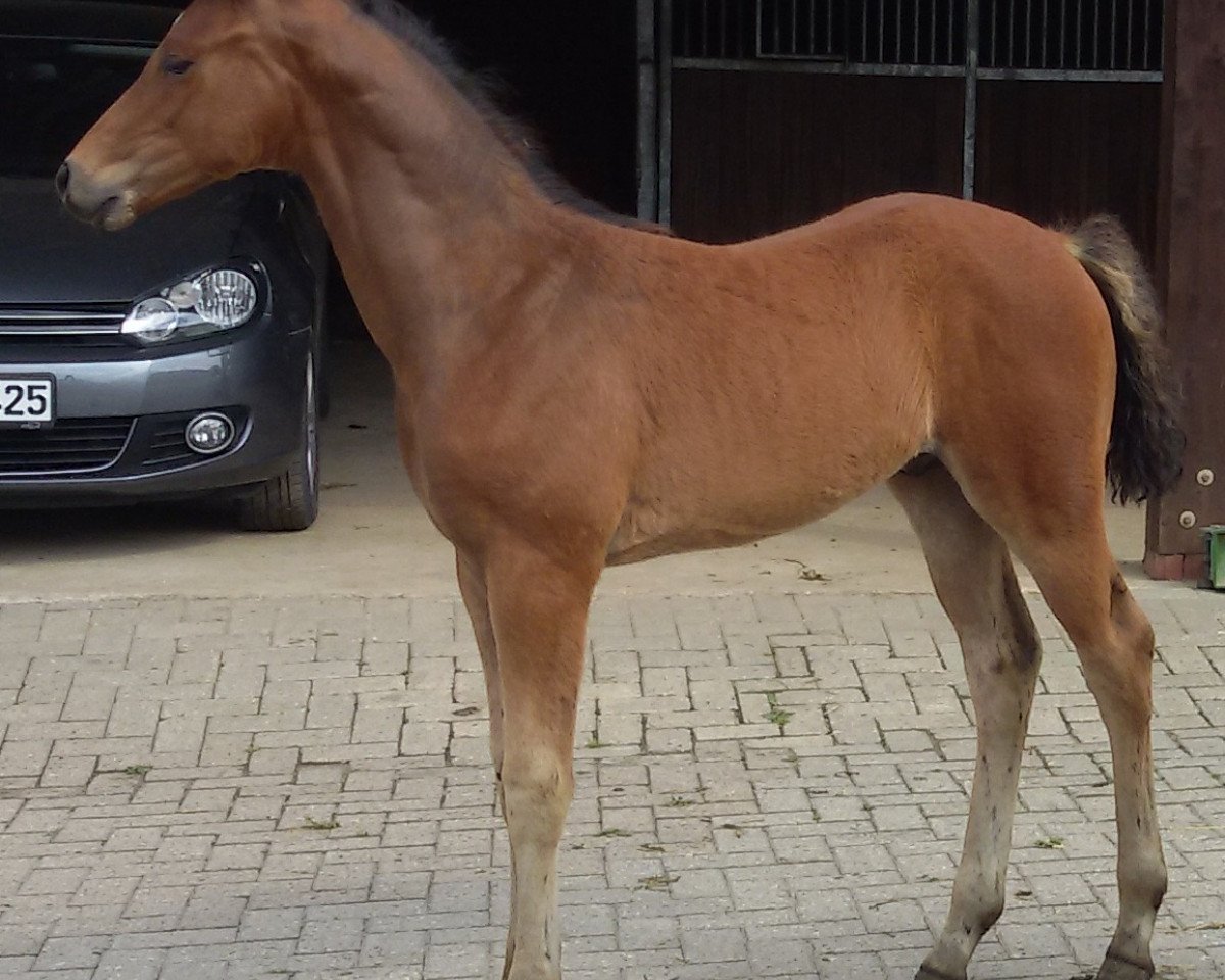 horse Free Spirit 8 (Hanoverian, 2016, from Fürstenball)