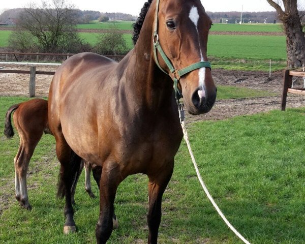 broodmare Darling (Hanoverian, 2007, from Don Frederico)