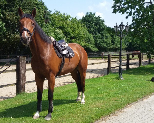 Springpferd Holsteiner Wallach (Holsteiner,  , von Clinton H)