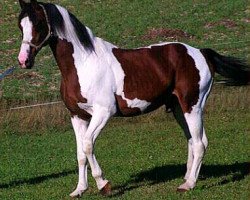 stallion Donald (Pinto / Hunter, 1985, from Utrecht)