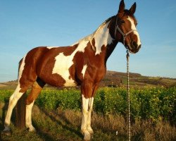 horse Dinko (Pinto / Hunter, 2001, from Donald)