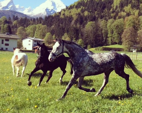 Springpferd Casanova (Holsteiner, 2008, von Cormint)