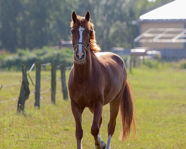 Springpferd Quite Right Nemo (Deutsches Reitpferd, 2008)