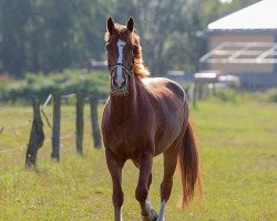 jumper Quite Right Nemo (German Warmblood, 2008)