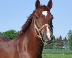 dressage horse Ramiro (Nederlands Welsh Ridepony, 2004, from Anjershof Rocky)