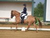 Zuchtstute Angel of Mine Z (Deutsches Reitpony, 2012, von Dimension AT NRW)