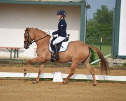 Zuchtstute Angel of Mine Z (Deutsches Reitpony, 2012, von Dimension AT NRW)