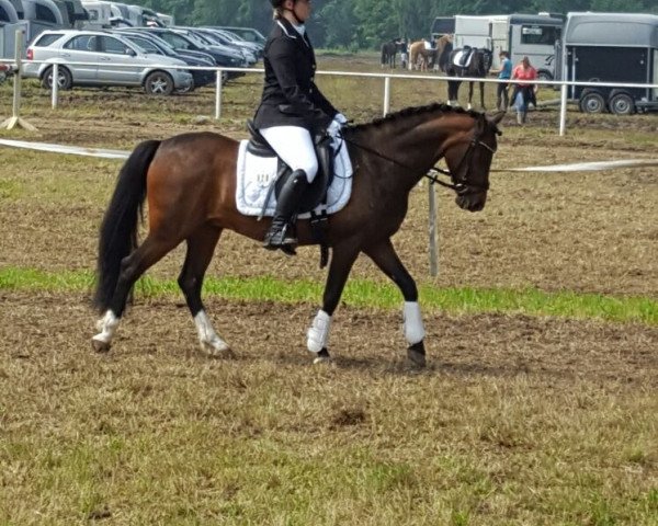 dressage horse Nugget 95 (German Riding Pony, 2001, from Nandy)