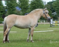 broodmare Ilka (Fjord Horse, 2012, from Inrico)