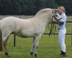 horse Velvet (Fjord Horse, 2013, from Vasco)