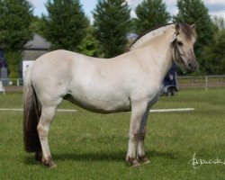 broodmare Morena (Fjord Horse, 2012, from Jokke)